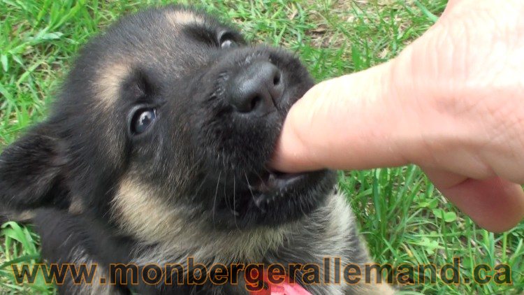 Ruby Femelle Berger Allemand