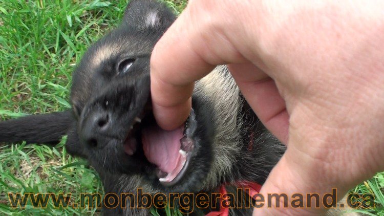 Ruby Femelle Berger Allemand