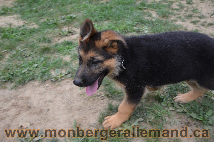 Les chiots - Berger allemand de grande lignées !