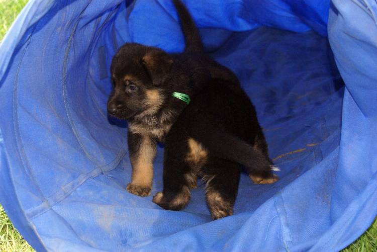 Les chiots berger allemand a Roxy - 22 Juillet 2011