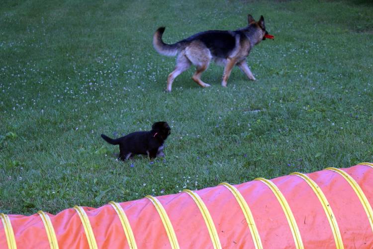 Les chiots berger allemand a Roxy - 22 Juillet 2011