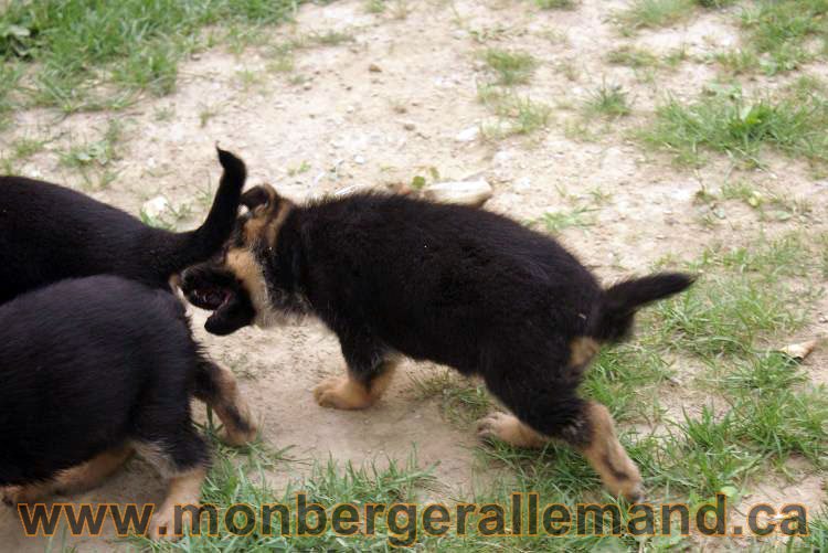 Chiots Kenya 19 juillet 2011