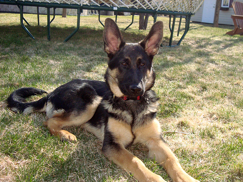 Romy femelle berger allemand (Poupoune) né de Lady et Vidal (ruban rouge portée 8 Décembre 2012),