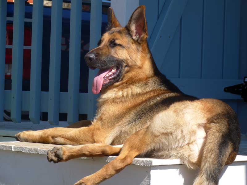 Le superbe "Flic" 2012 mars de Bedford dans les cantons de l'est en Estrie