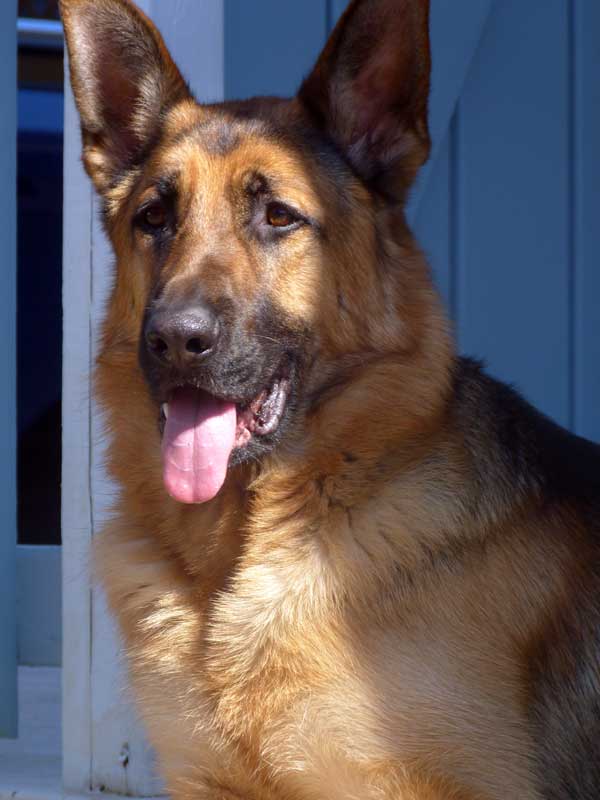 Le superbe "Flic" 2012 mars de Bedford dans les cantons de l'est en Estrie