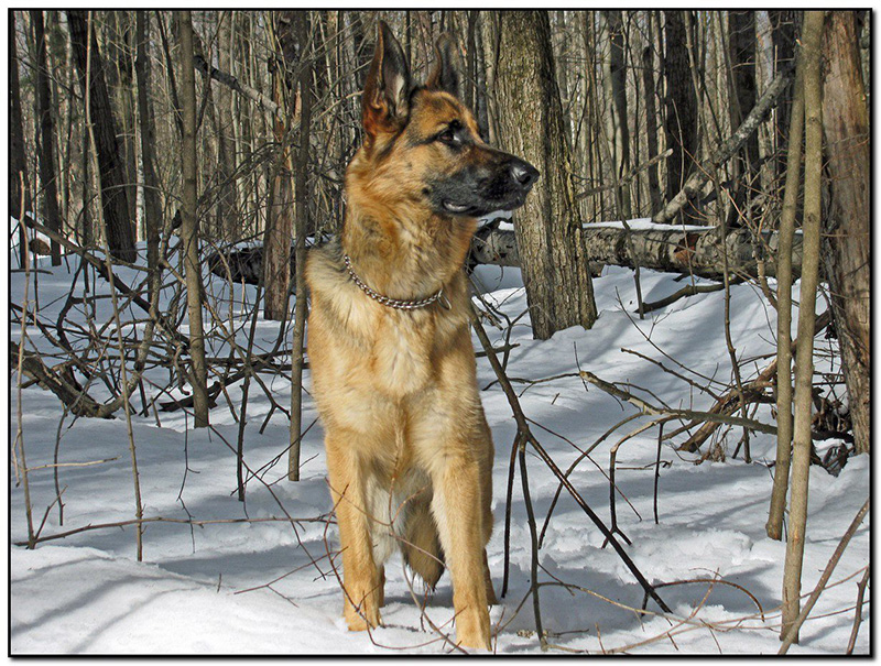Maca Fille de Lady et Vidal !